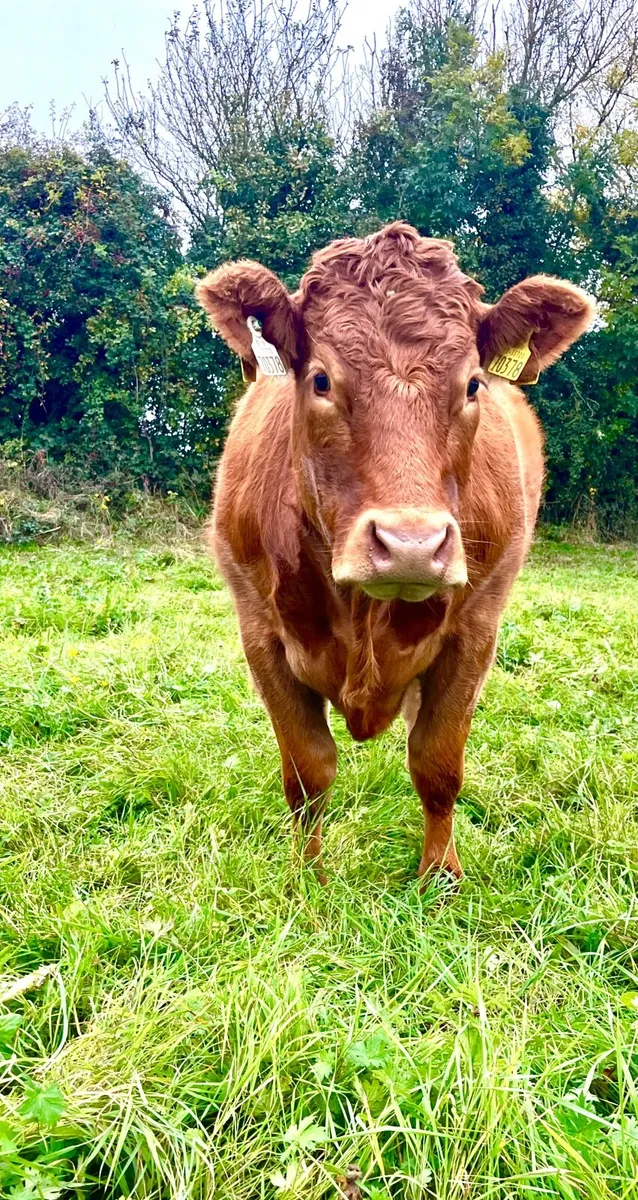 PBR Limousin Incalf Heifers - Image 3