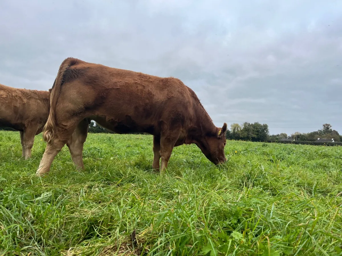 PBR Limousin Incalf Heifers - Image 4