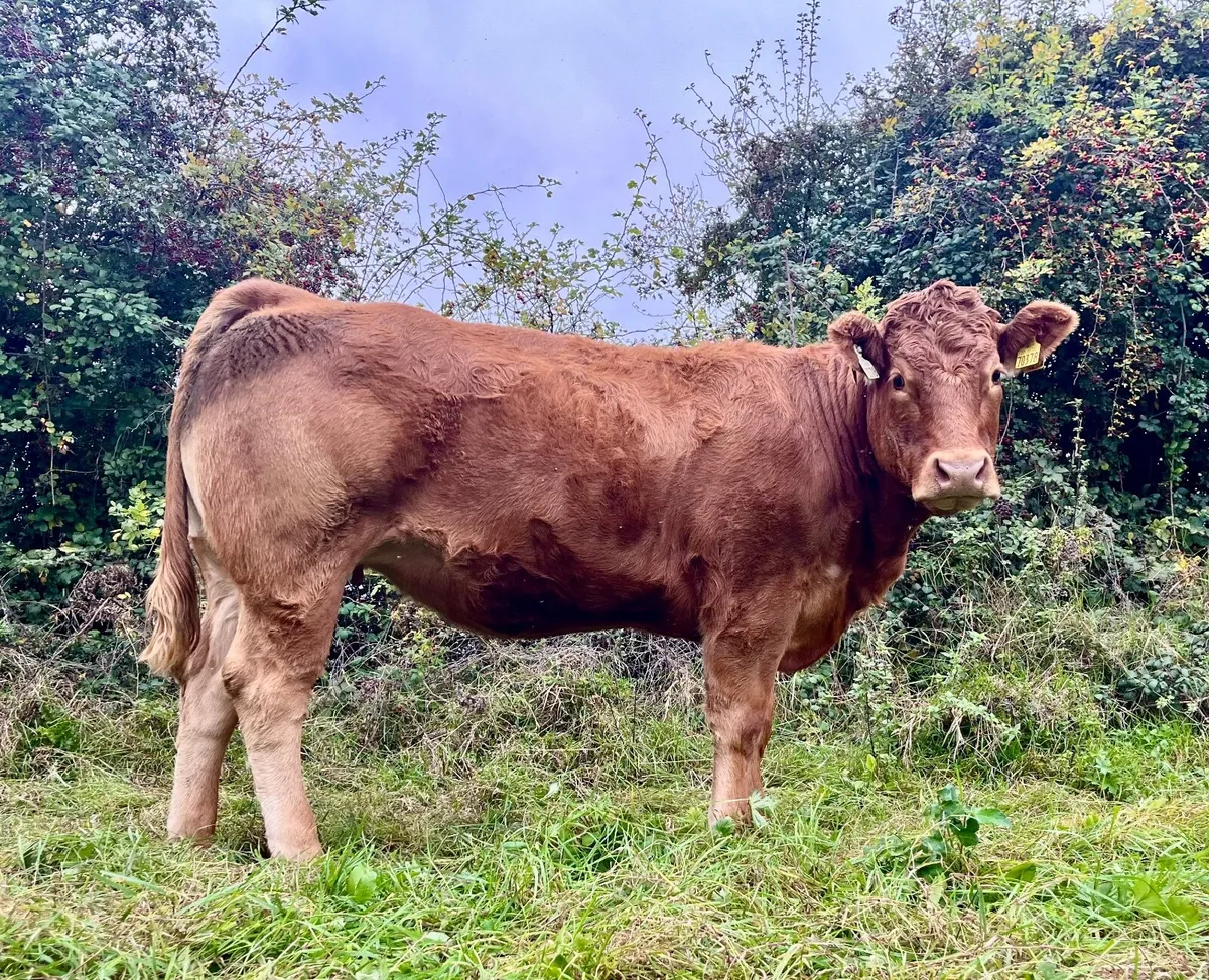 PBR Limousin Incalf Heifers - Image 1