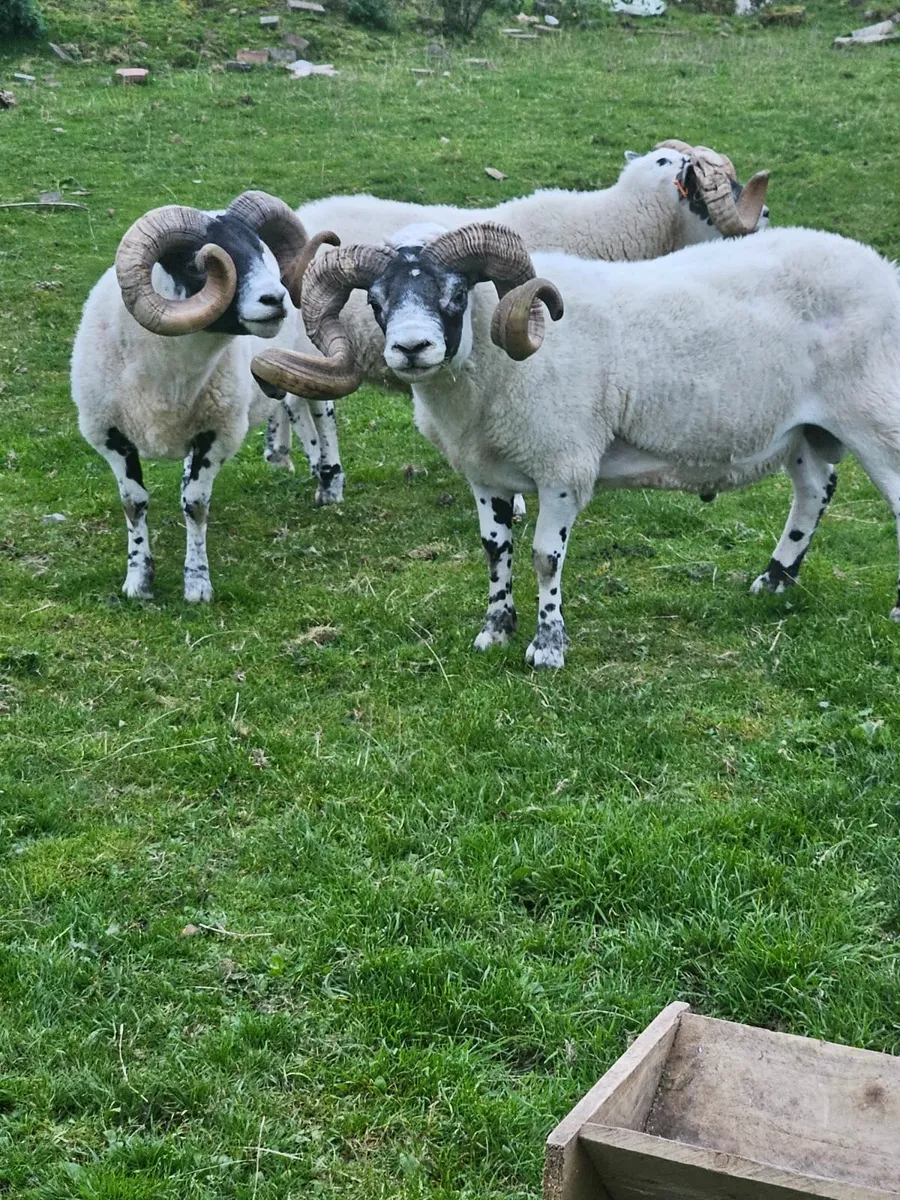 Lanark rams - Image 1