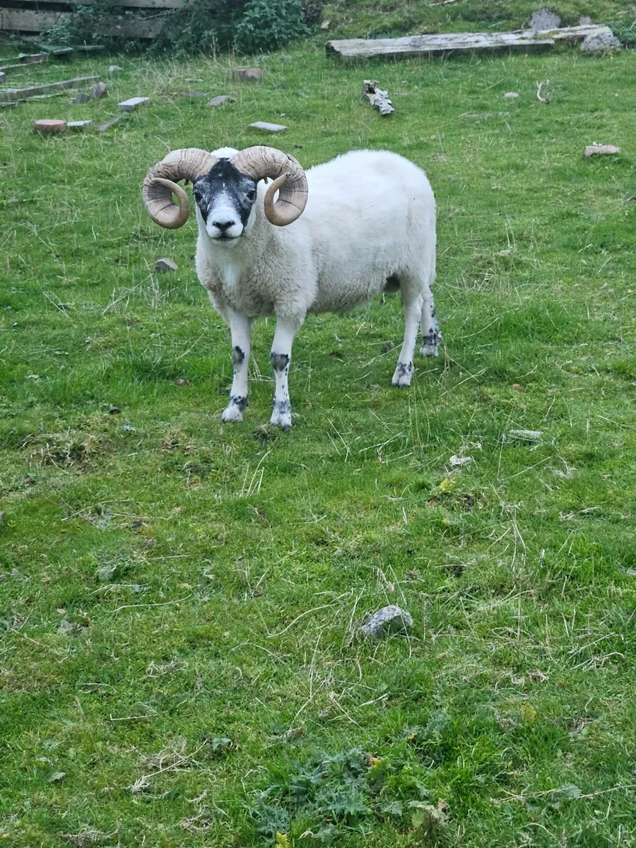 Lanark rams - Image 3