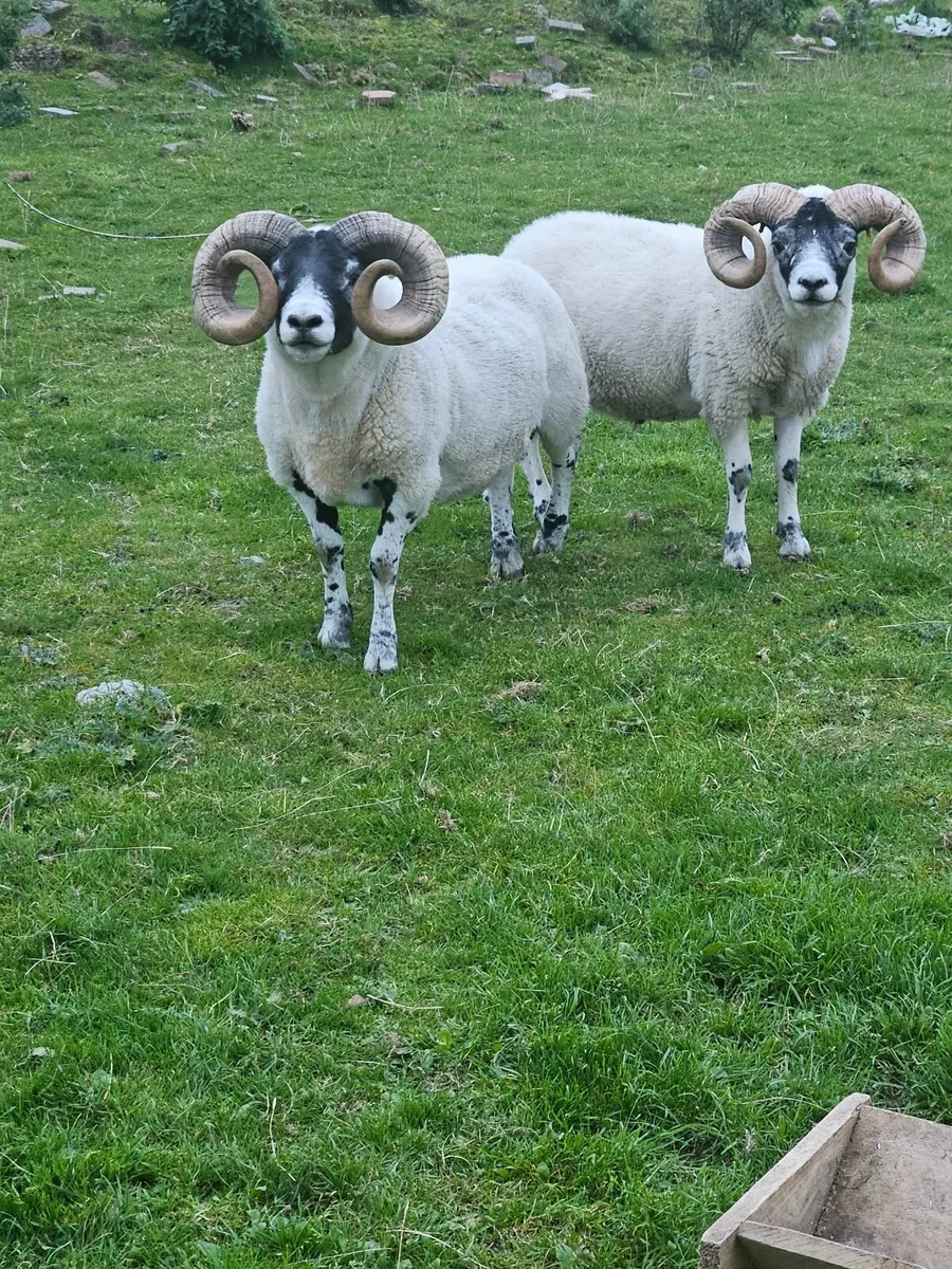 Lanark rams - Image 4