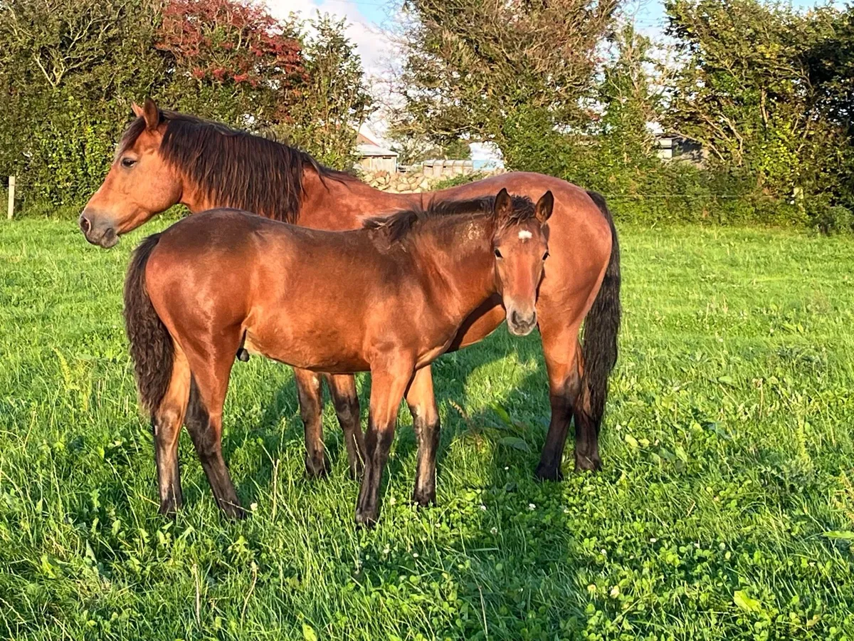 Registered Connemara Colt Foal - Image 1