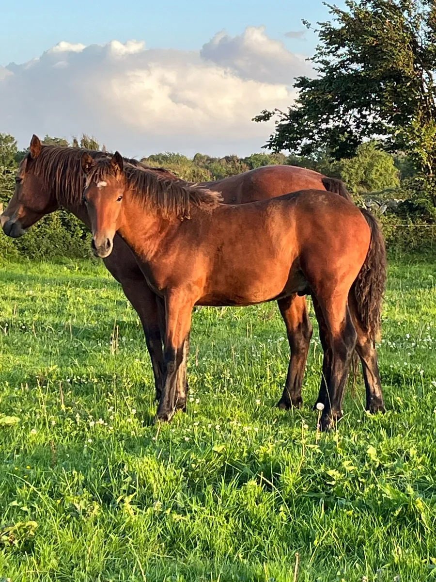 Registered Connemara Colt Foal - Image 2