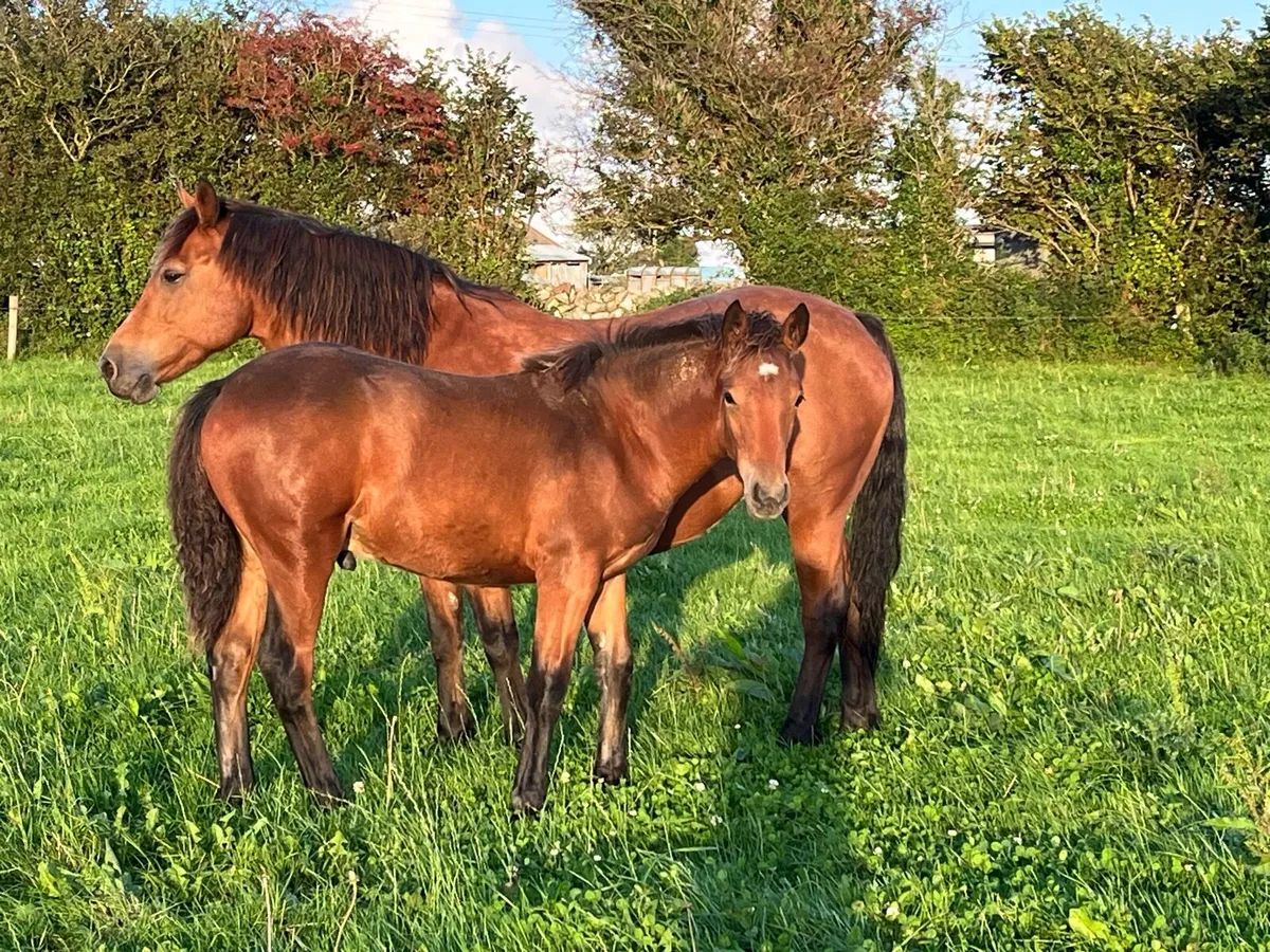 Registered Connemara Colt Foal - Image 3