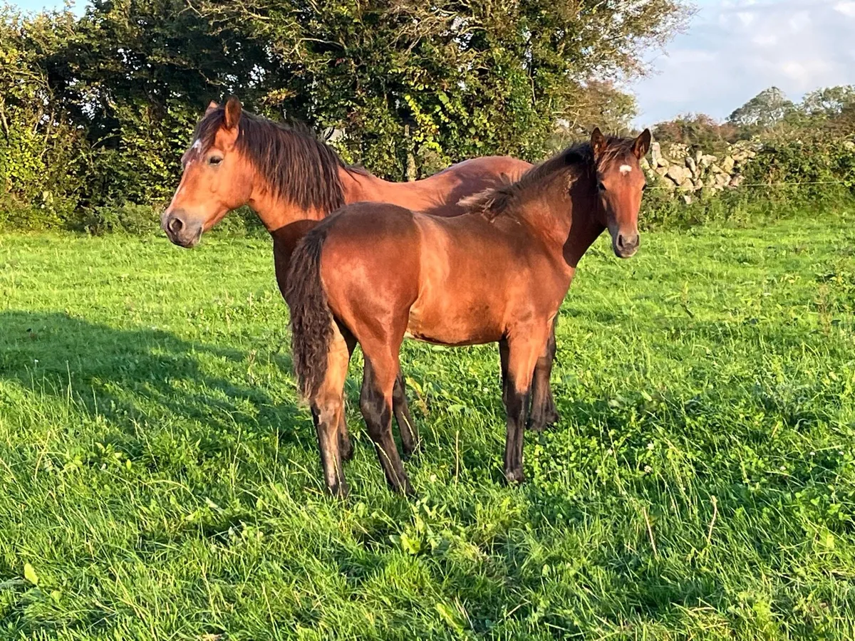 Registered Connemara Colt Foal - Image 4
