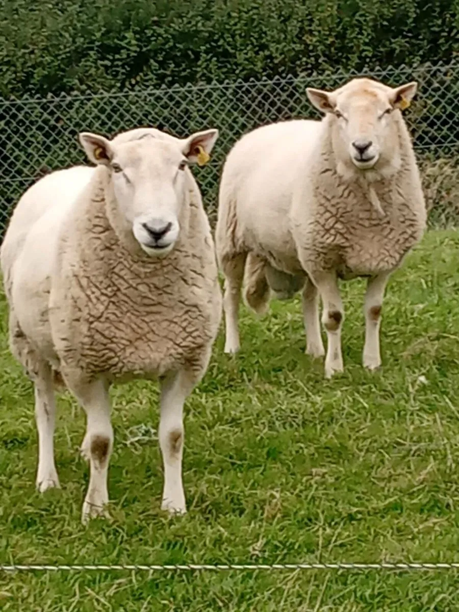 💥CHEVIOT RAMS AND SUFFOLK HYBRID RAM 💢 - Image 1
