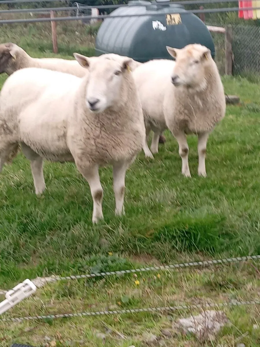 💥CHEVIOT RAMS AND SUFFOLK HYBRID RAM 💢 - Image 2