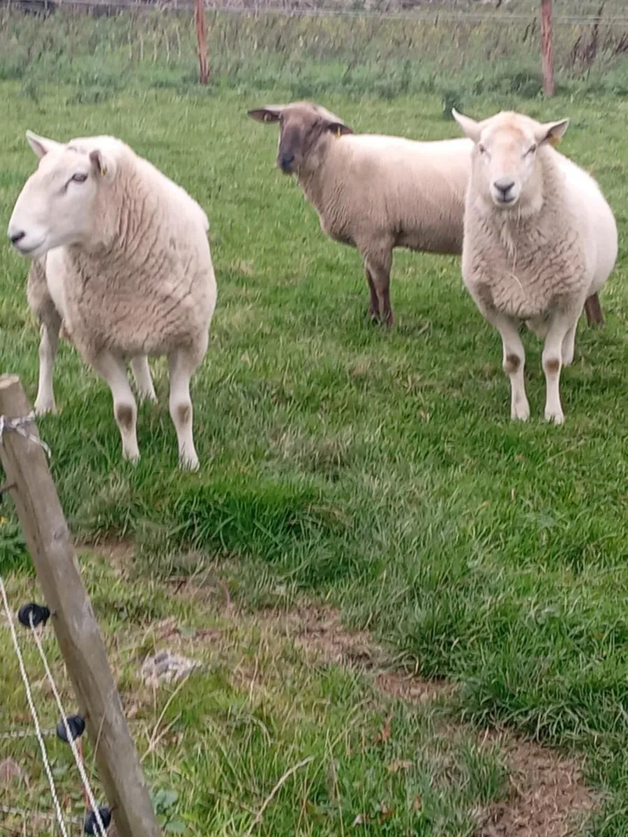 💥CHEVIOT RAMS AND SUFFOLK HYBRID RAM 💢 - Image 3
