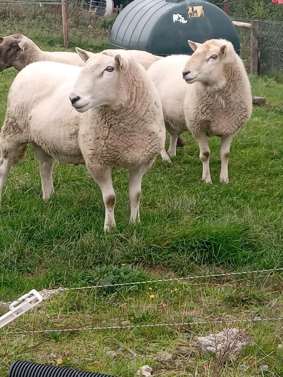 💥CHEVIOT RAMS AND SUFFOLK HYBRID RAM 💢 - Image 4