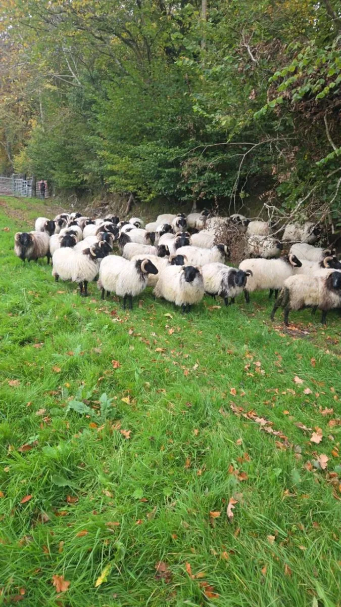Mountain ram lambs - Image 1