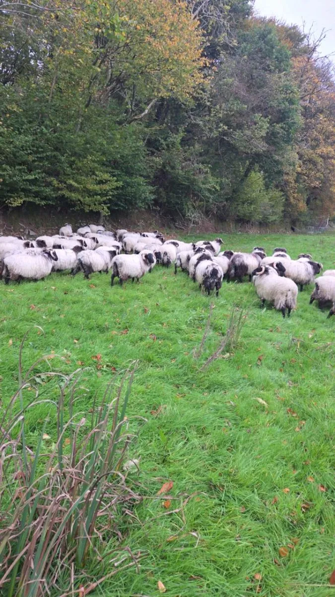 Mountain ram lambs - Image 2