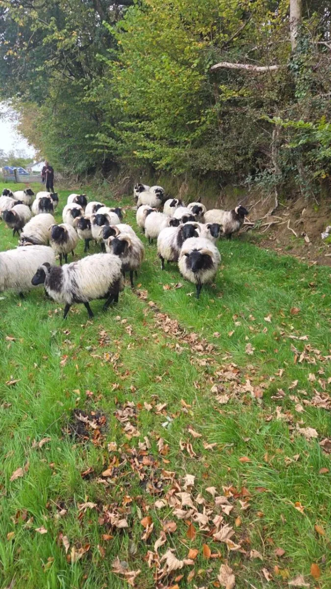 Mountain ram lambs - Image 3