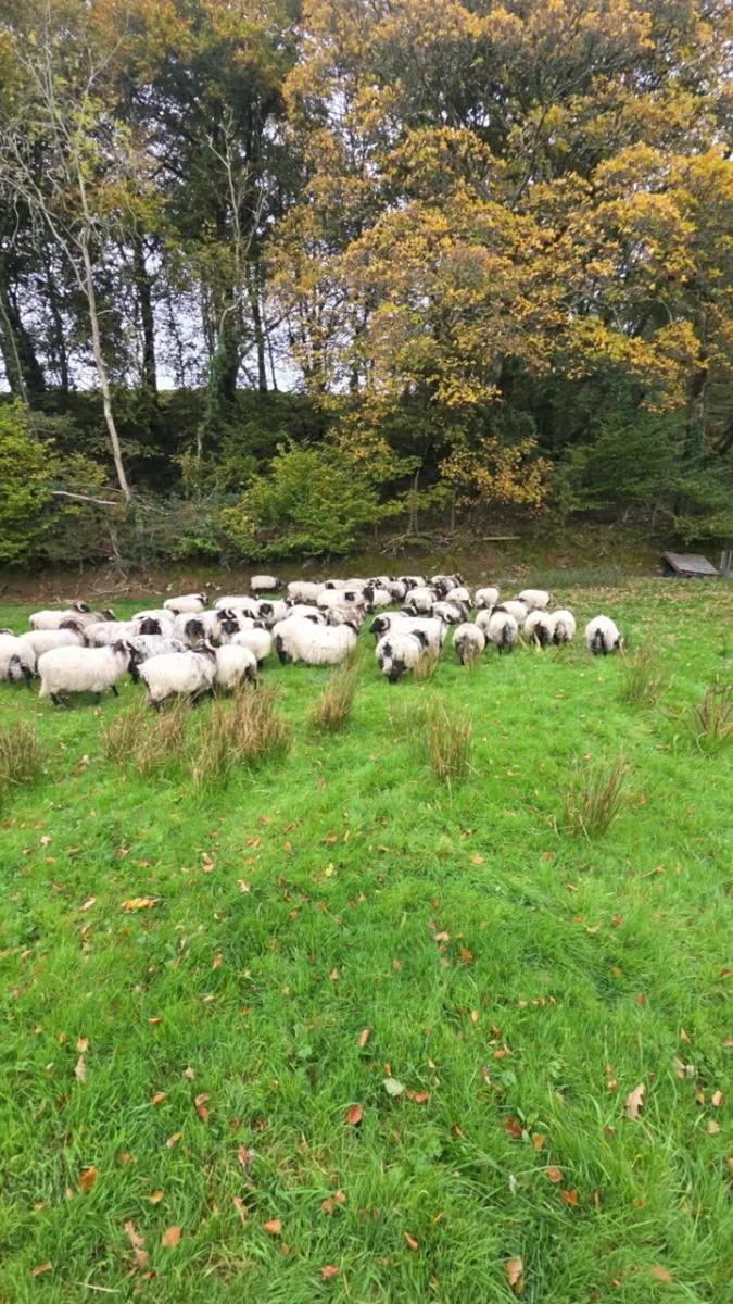 Mountain ram lambs - Image 4