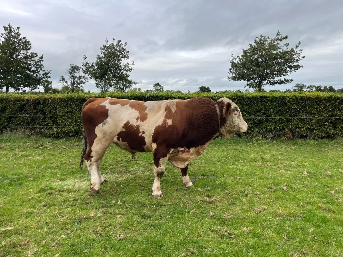 Fleckvieh Bull - Image 1