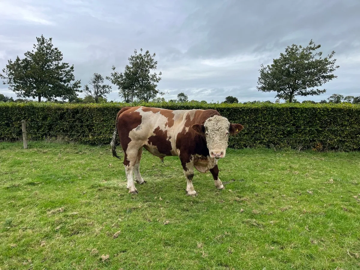 Fleckvieh Bull - Image 2