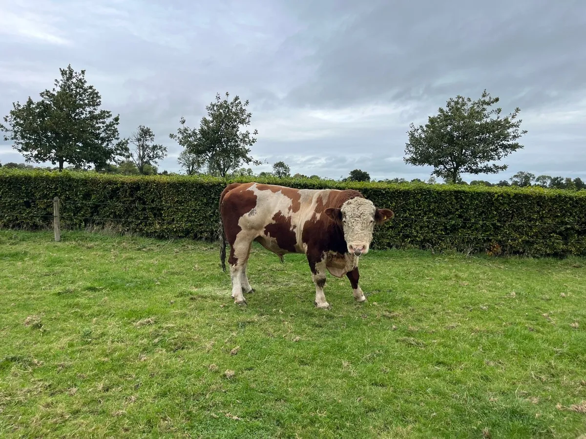 Fleckvieh Bull - Image 3