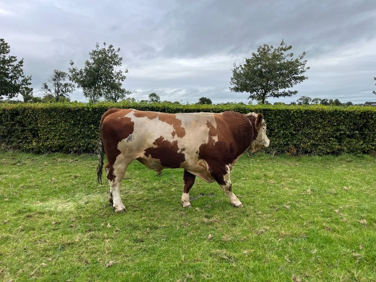 Fleckvieh Bull - Image 4