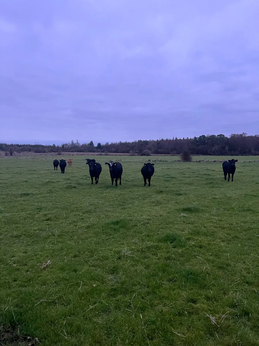 Angus store heifers for sale - Image 1