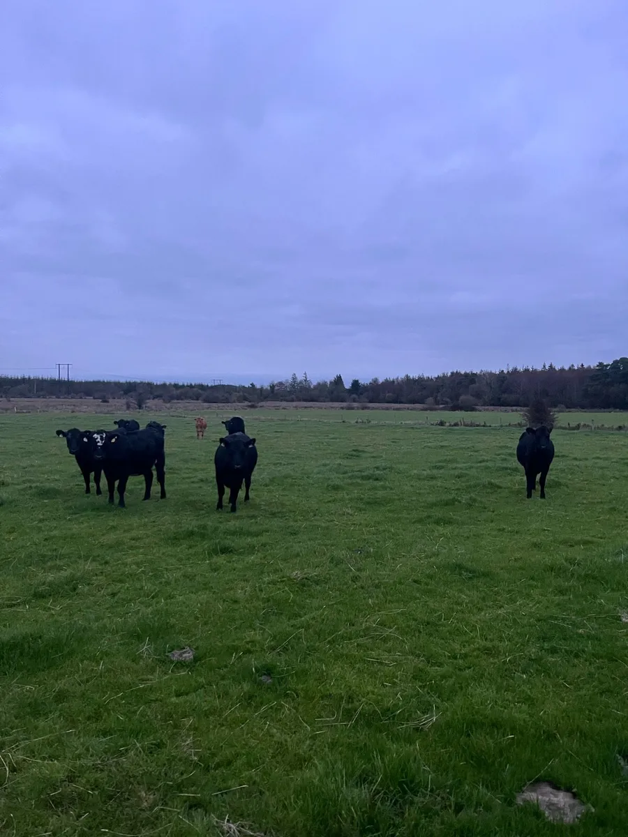 Angus store heifers for sale - Image 2