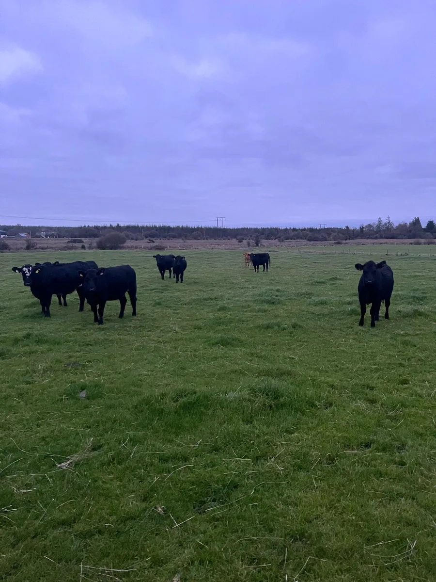 Angus store heifers for sale - Image 3