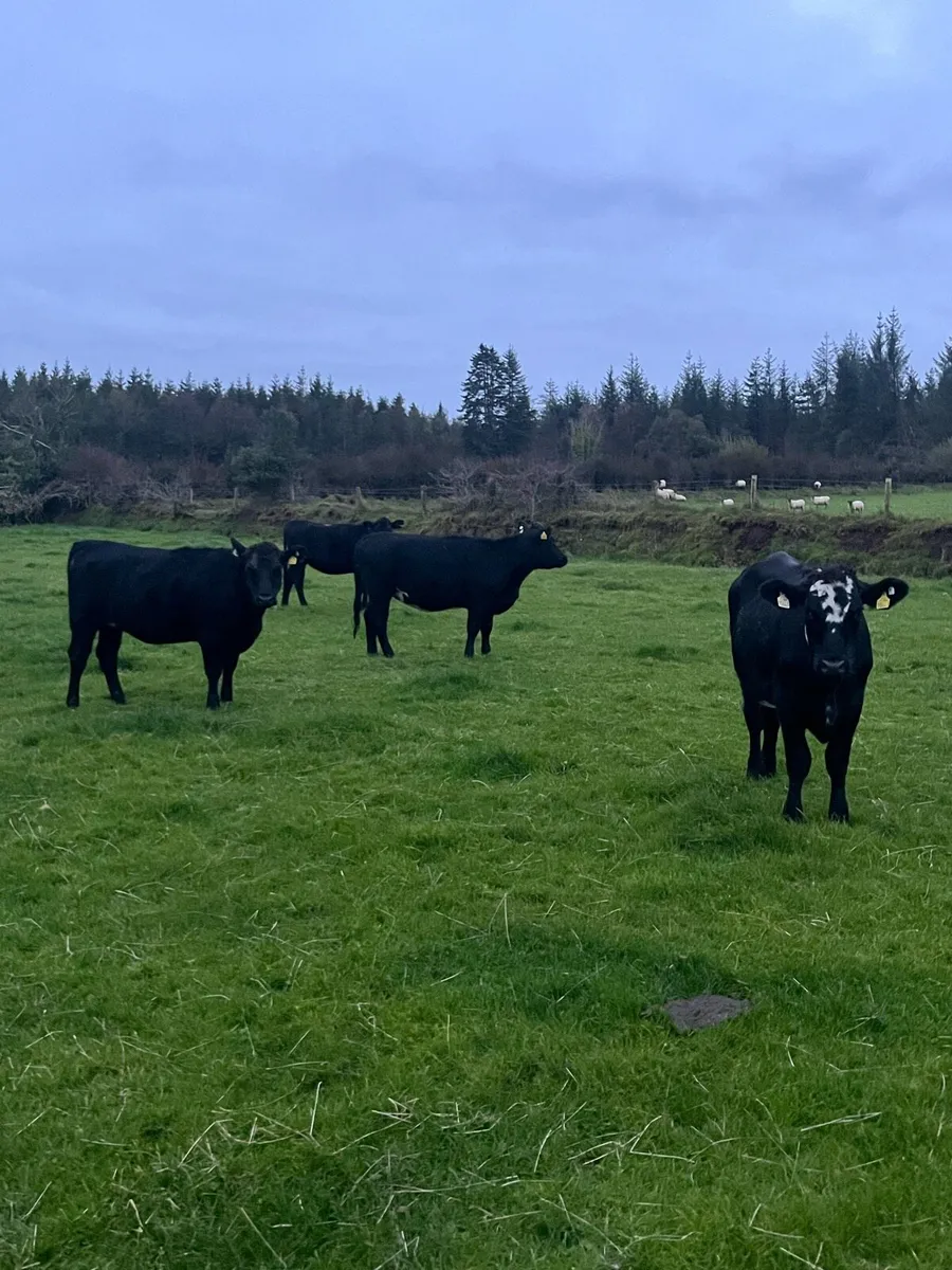 Angus store heifers for sale - Image 4