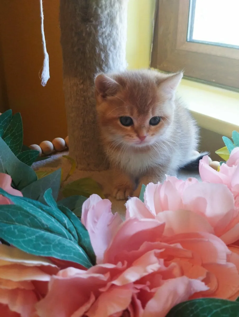 Kittens - Image 1