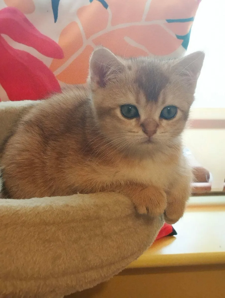 Kittens - Image 2