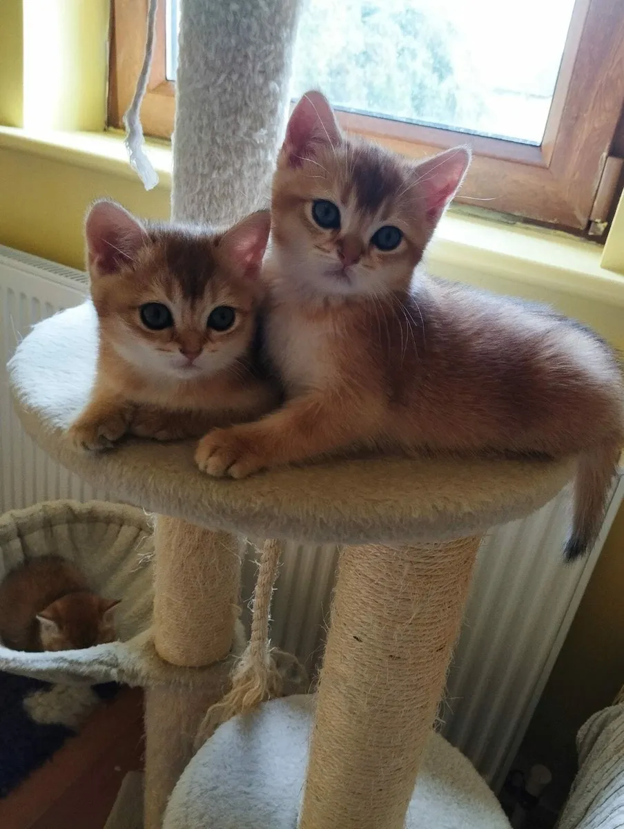 Kittens - Image 3