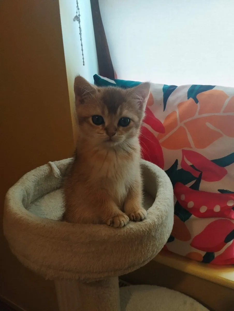 Kittens - Image 4