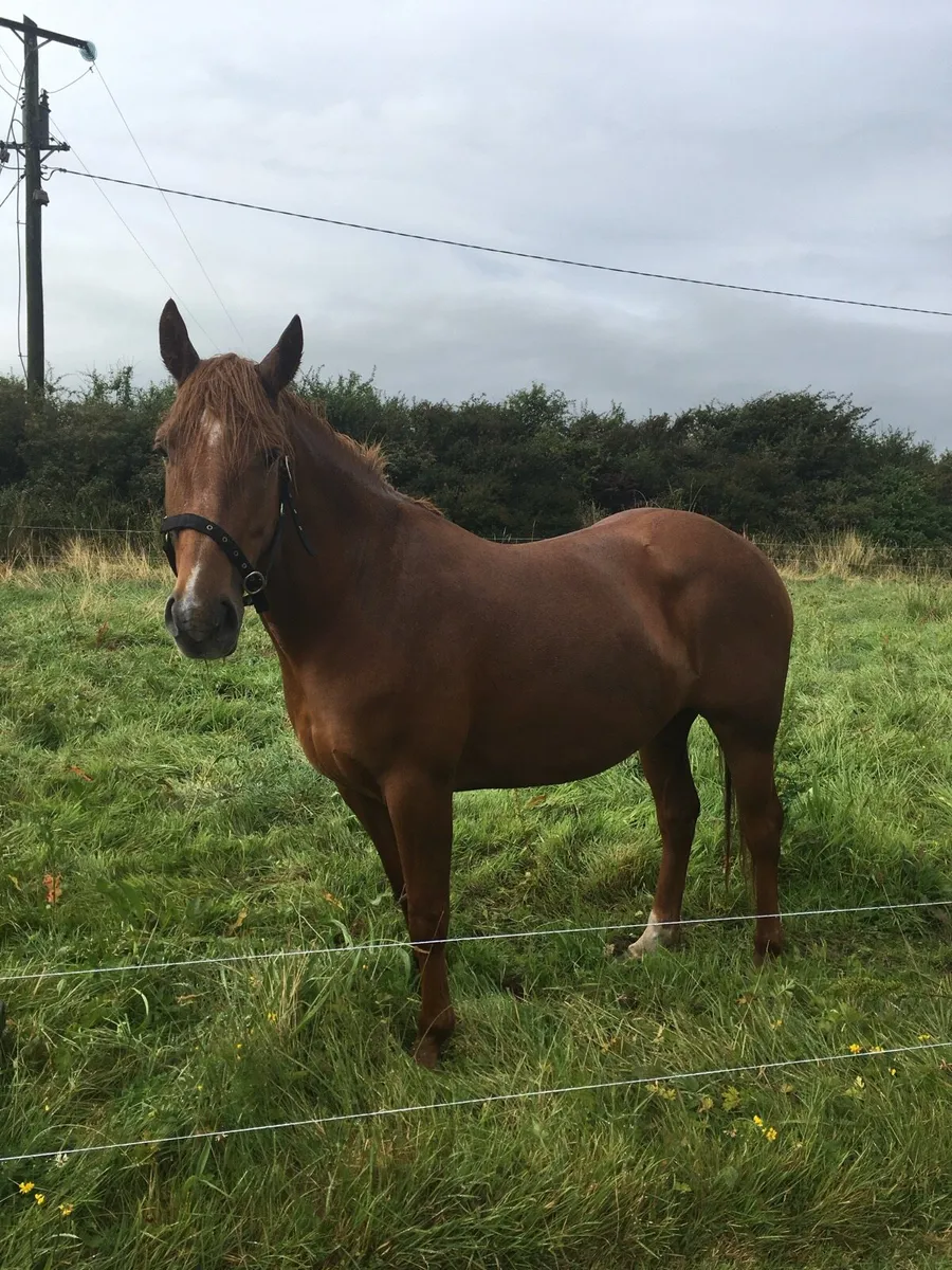 Rid mare - Image 1