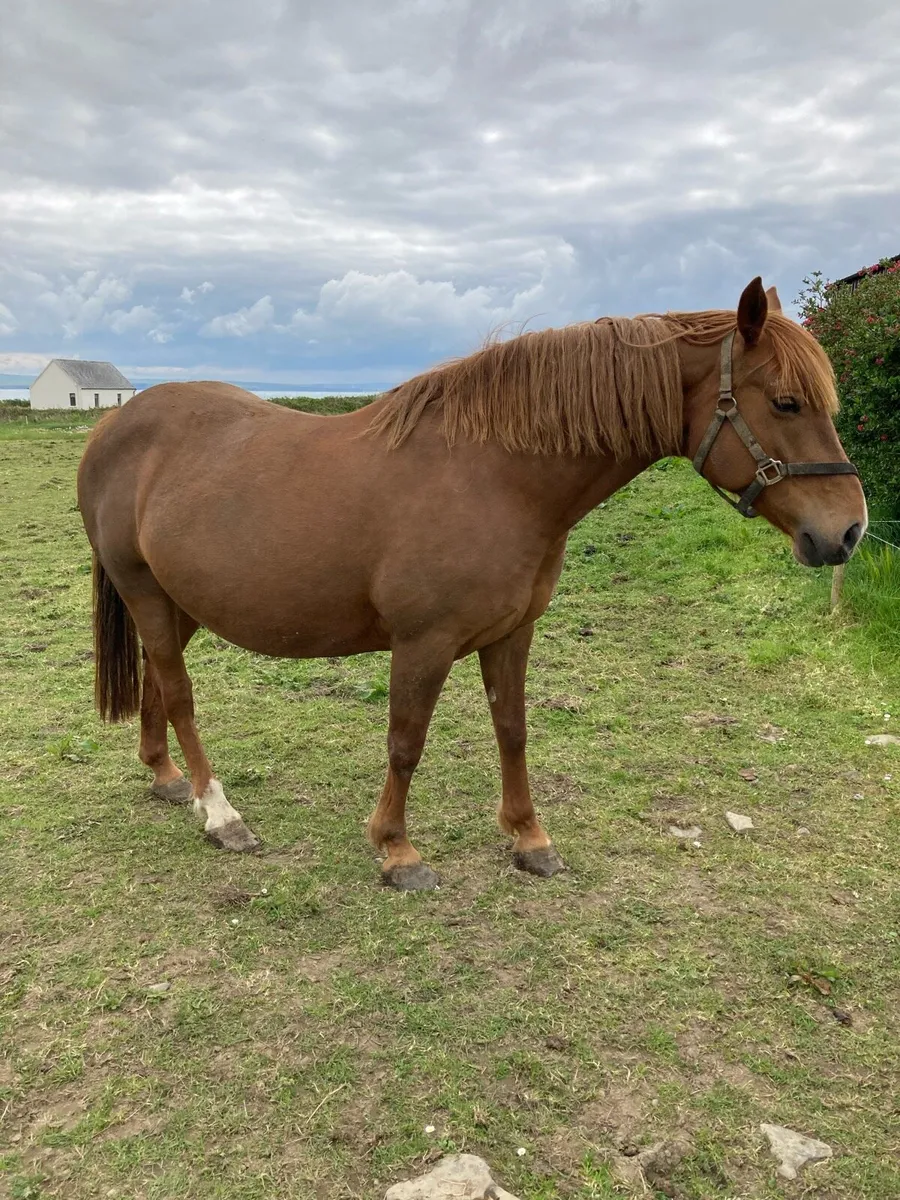 Rid mare - Image 2