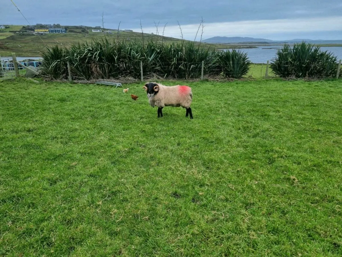 Ram - Image 3