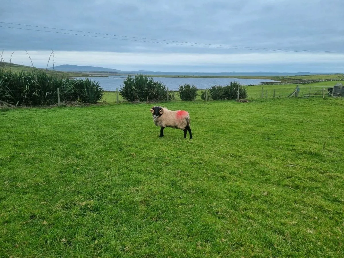 Ram - Image 4