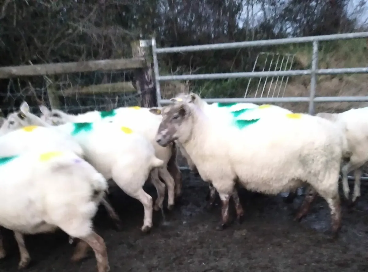 12 2nd and 3rd crop ewes - Image 1