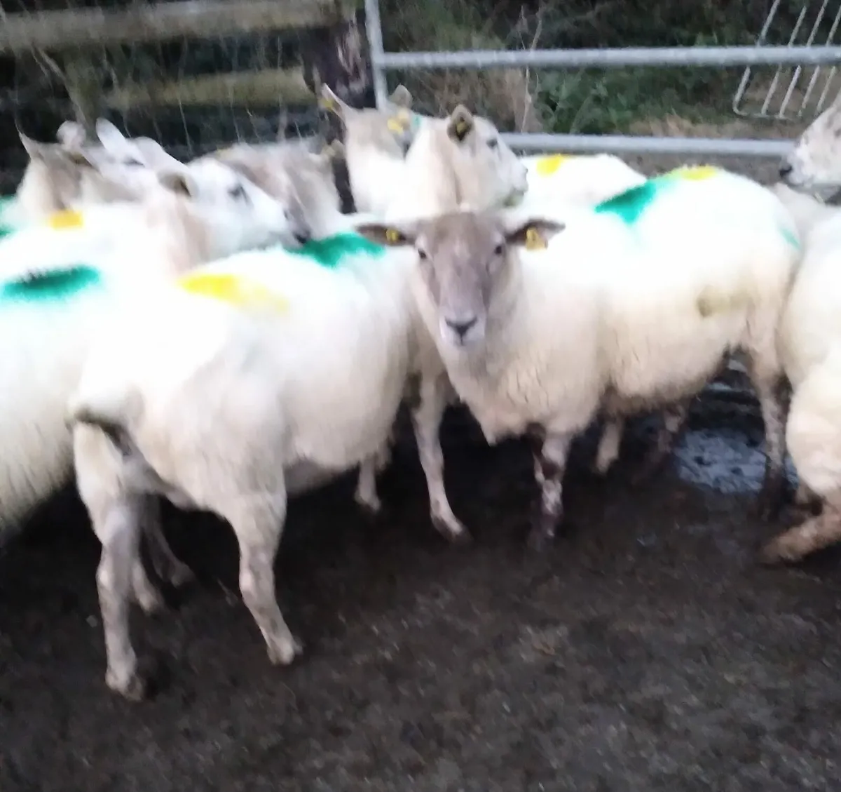 12 2nd and 3rd crop ewes - Image 2