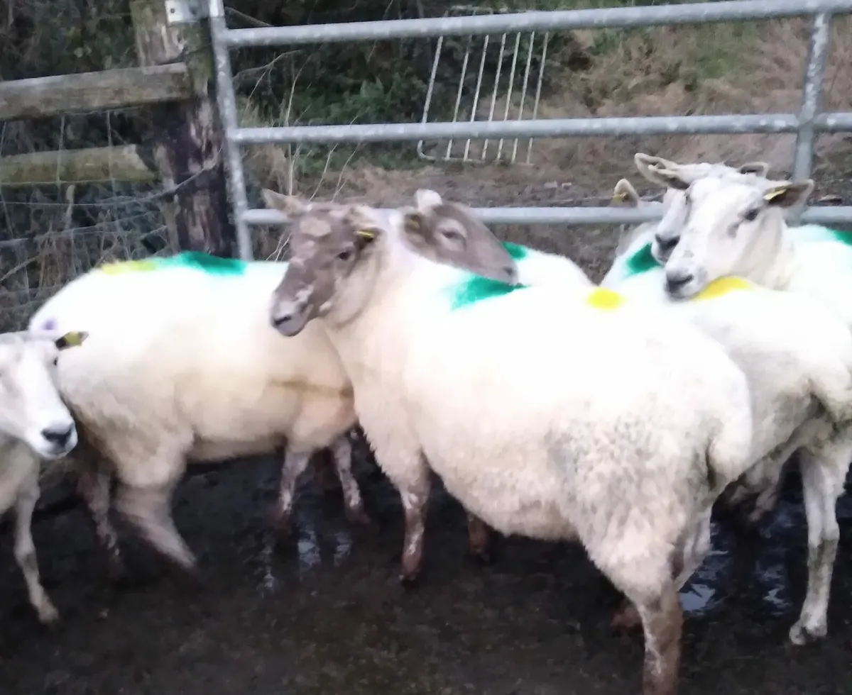 12 2nd and 3rd crop ewes - Image 3
