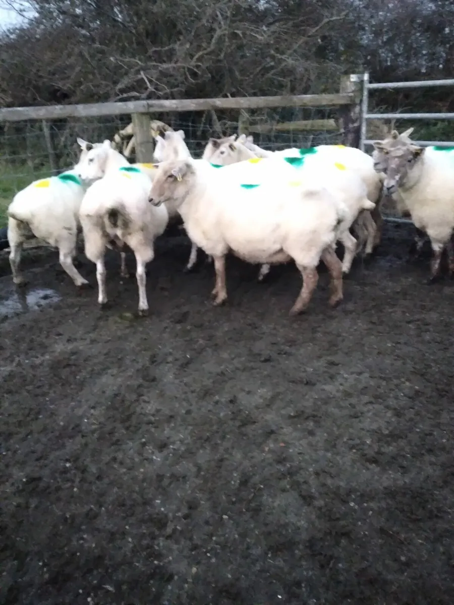 12 2nd and 3rd crop ewes - Image 4