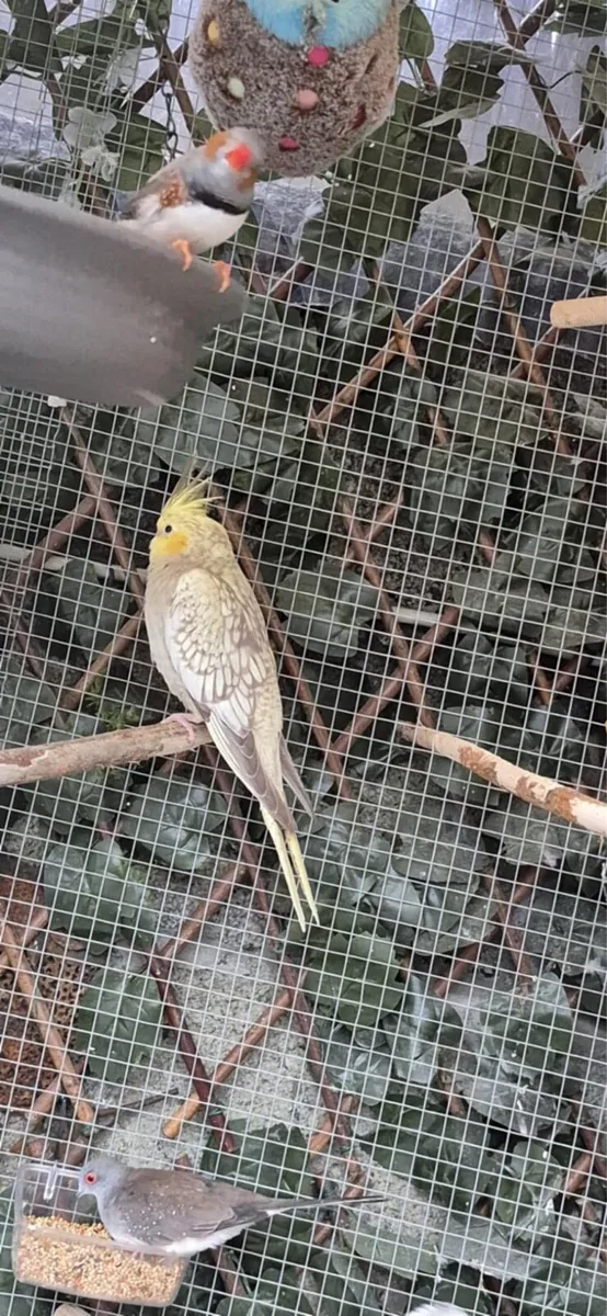 Pet birds - Image 1