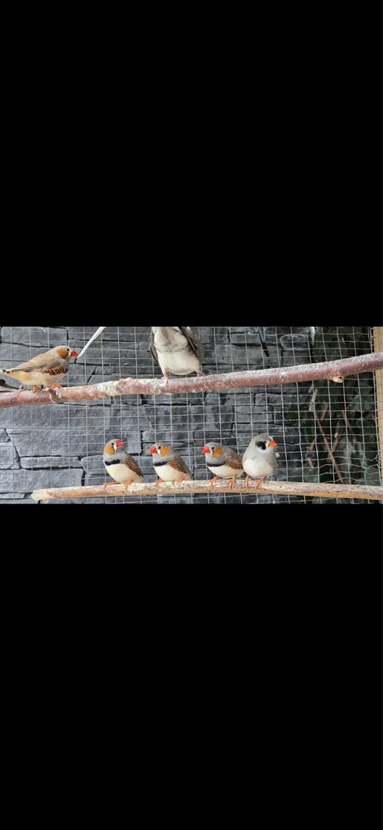 Pet birds - Image 3