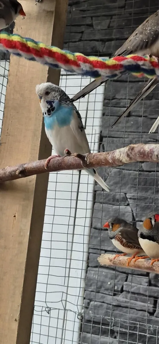 Pet birds - Image 4