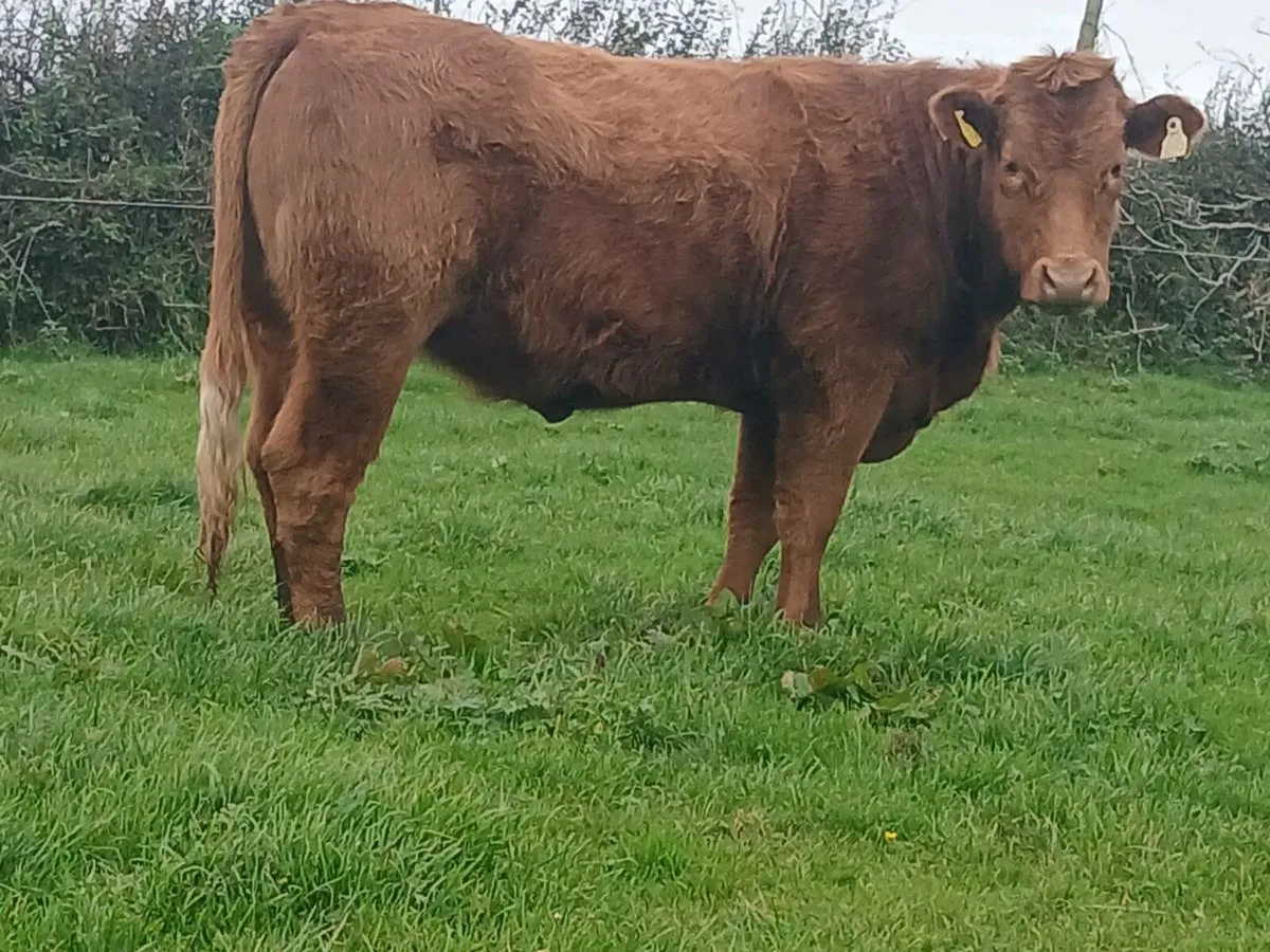 5 star 🌟 Saler Heifer - Image 1