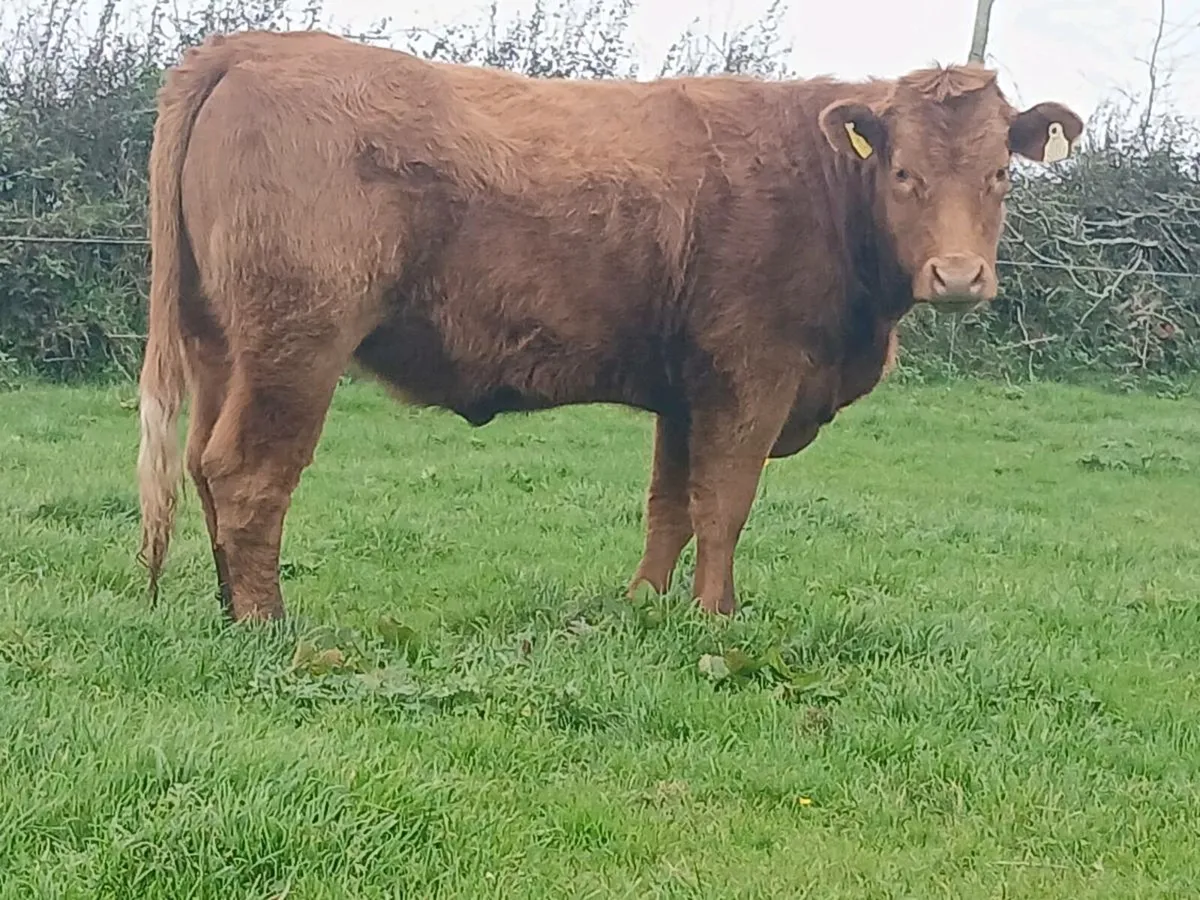 5 star 🌟 Saler Heifer - Image 2