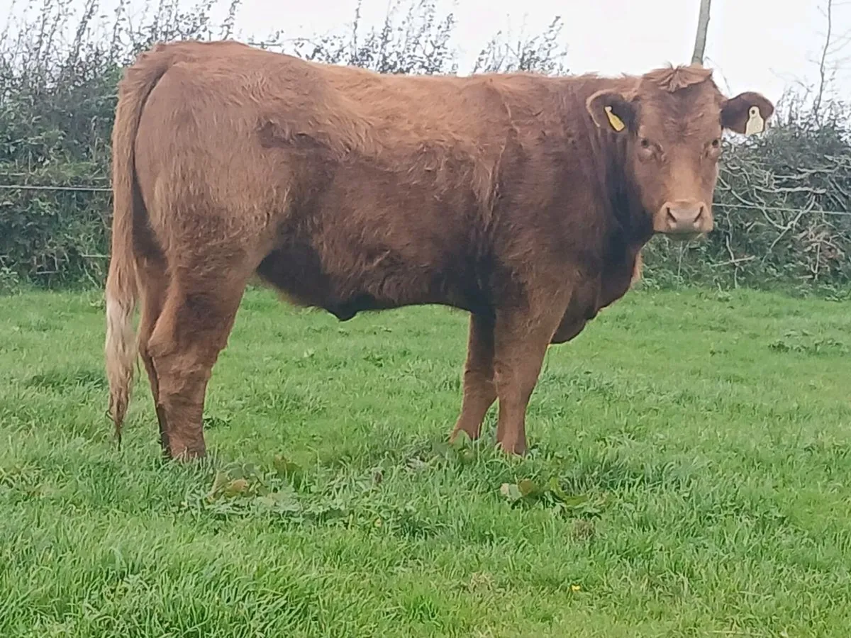 5 star 🌟 Saler Heifer - Image 3