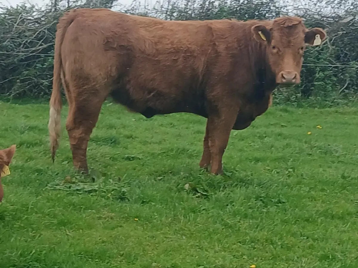 5 star 🌟 Saler Heifer - Image 4