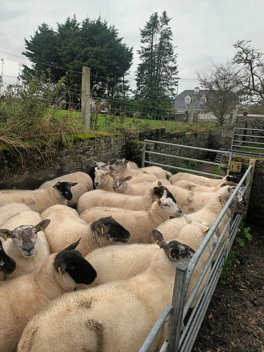 Sheep - Image 1
