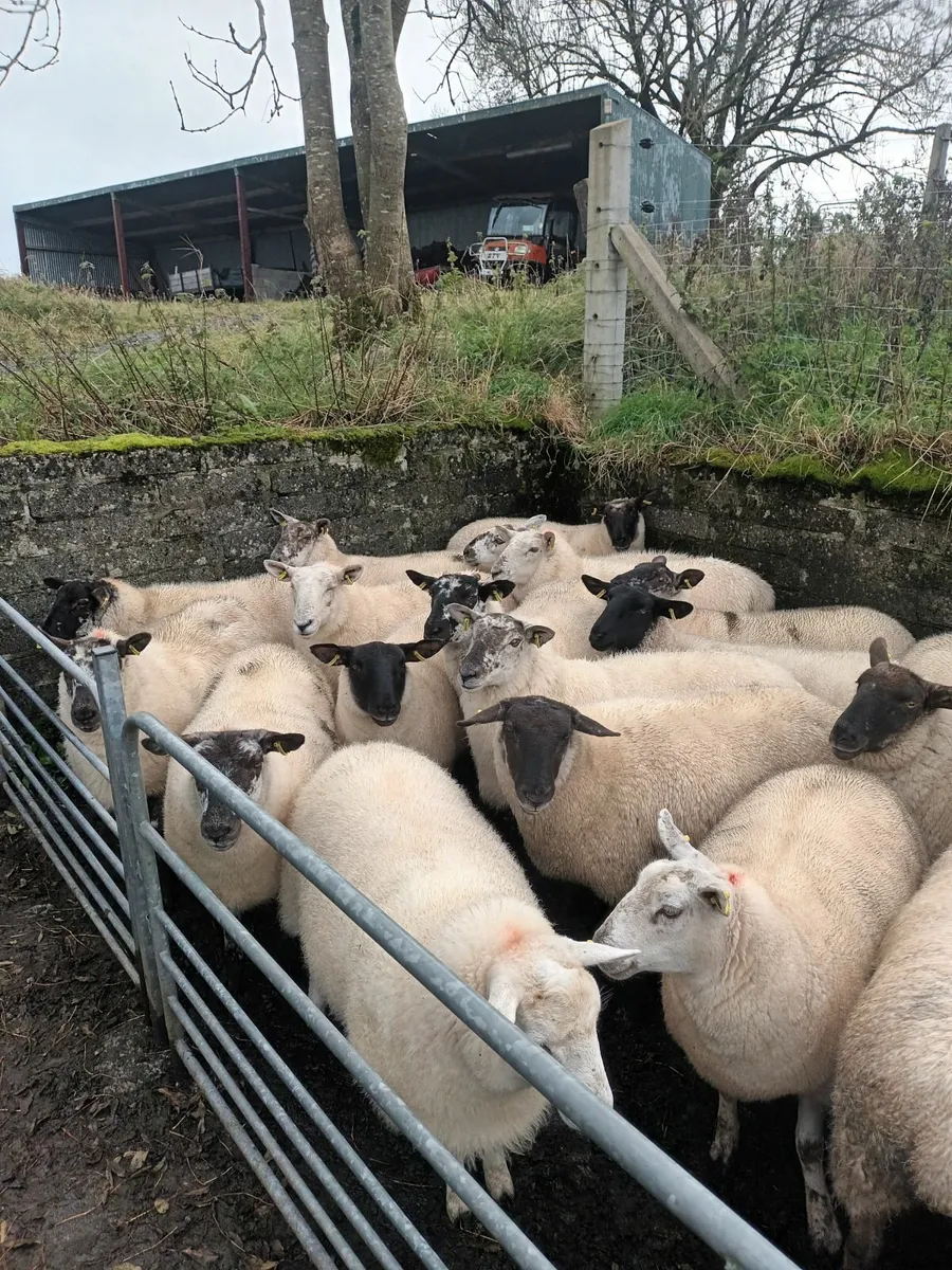 Sheep - Image 2