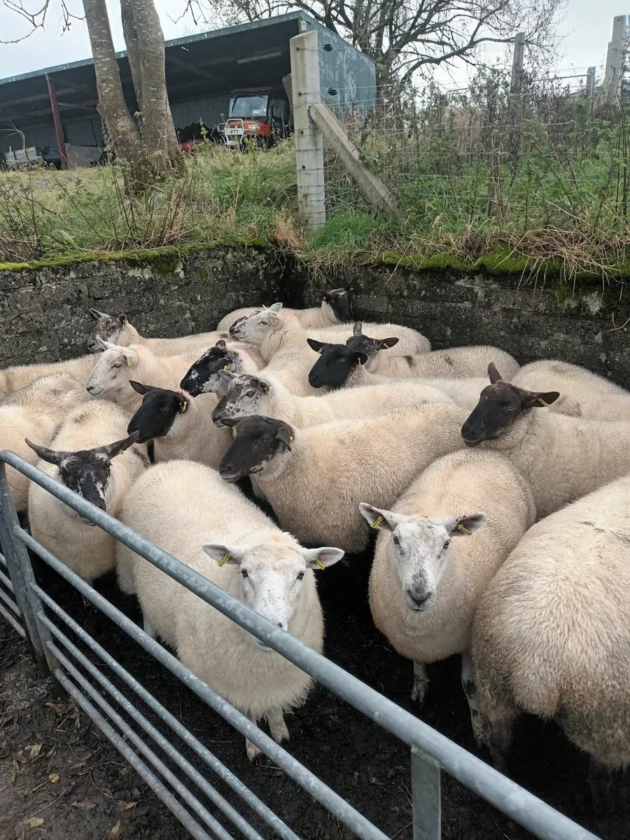 Sheep - Image 3