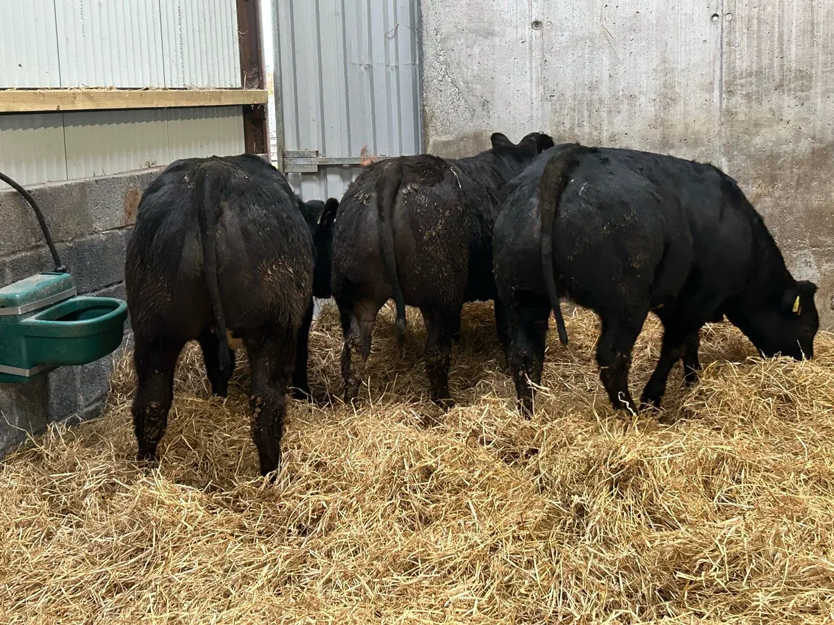 3 E Grading Heifers - Image 1