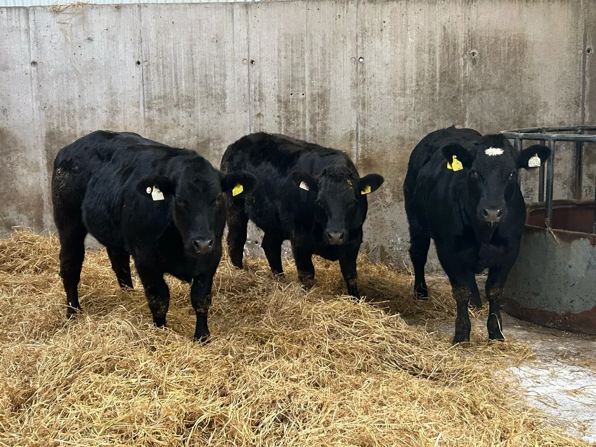 3 E Grading Heifers - Image 2